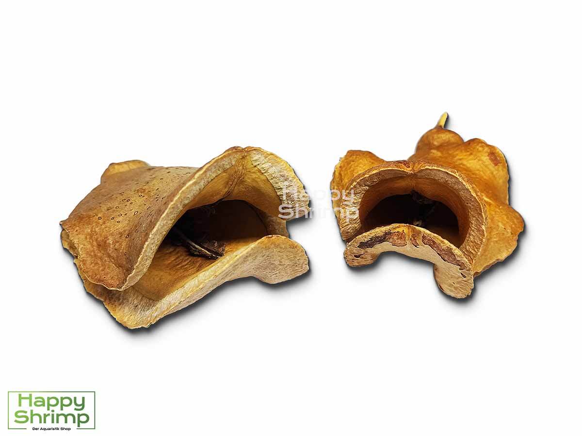 Die Froschmaulschote stammt aus Brasilien. Diese Garnelenhöhle gehört wahrscheinlich zu den bekanntesten Naturprodukten für Wirbellose.