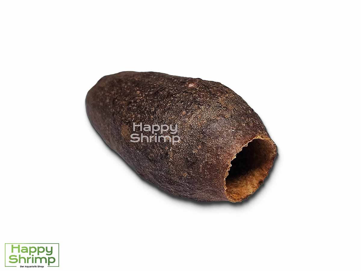 Die Jecetiba Kapsel - Cariniana legalis stammt aus Brasilien. Diese kleine Höhle bietet einen natürlichen Rückzugsort für Zwerggarnelen.