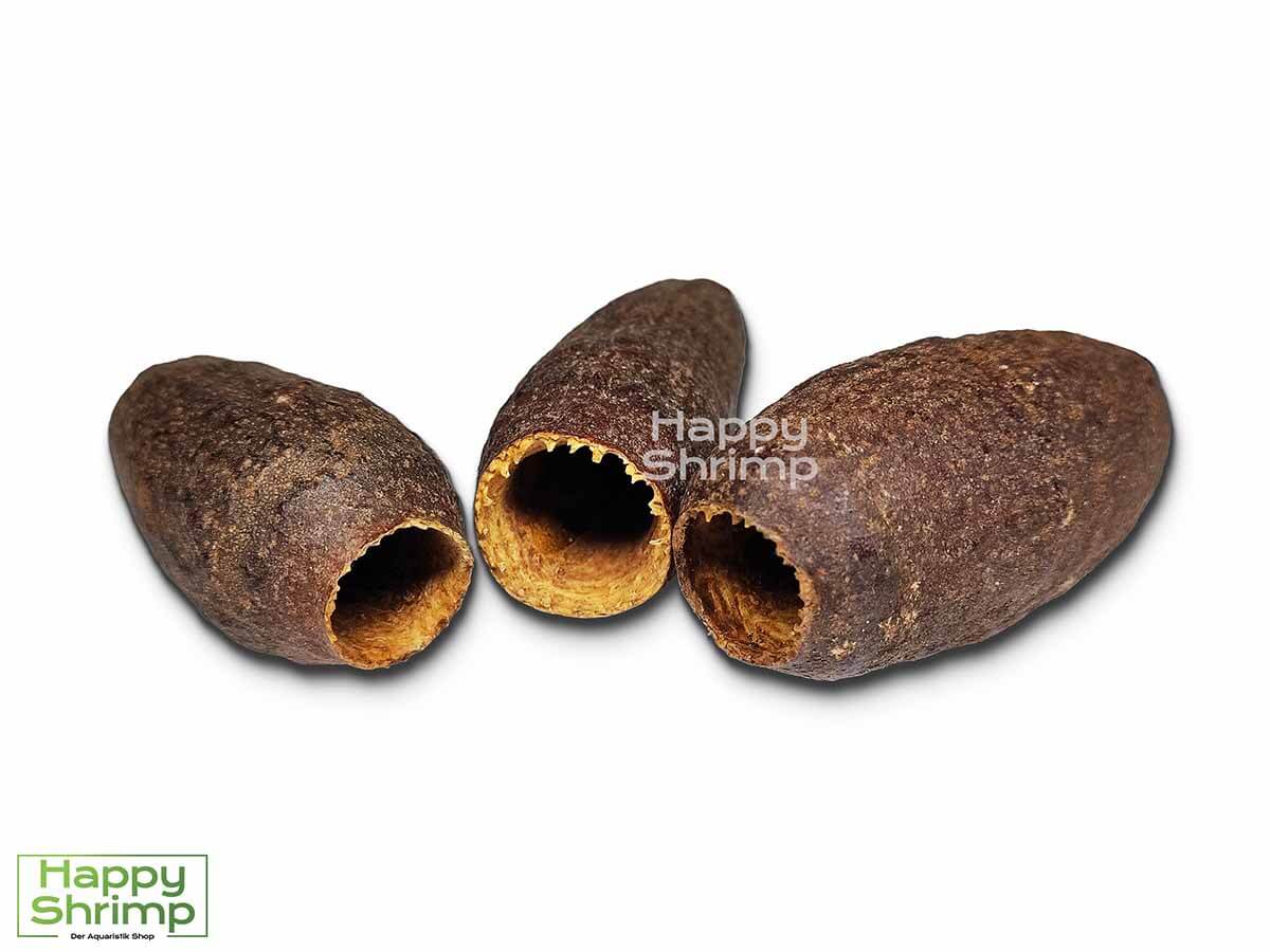 Die Jecetiba Kapsel - Cariniana legalis stammt aus Brasilien. Diese kleine Höhle bietet einen natürlichen Rückzugsort für Zwerggarnelen.