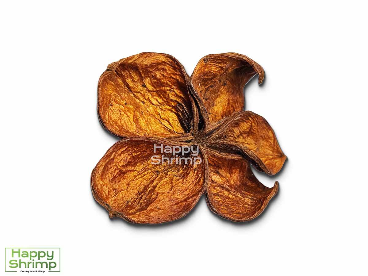 Landlotus Landlotus oder auch Sterculia urens genannt, stammt aus Indien. Diese Blüte bietet einen natürlichen Rückzugsort für Zwerggarnelen.