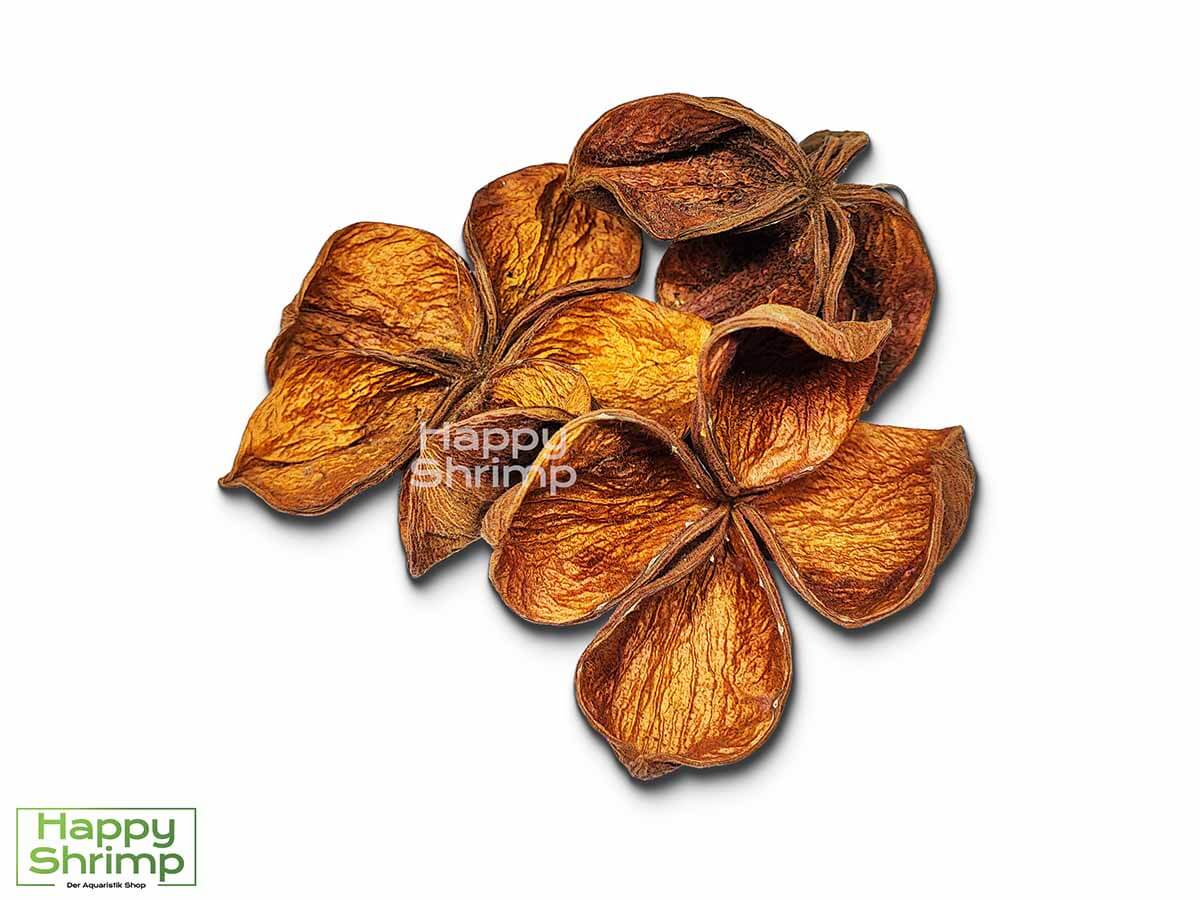 Landlotus Landlotus oder auch Sterculia urens genannt, stammt aus Indien. Diese Blüte bietet einen natürlichen Rückzugsort für Zwerggarnelen.