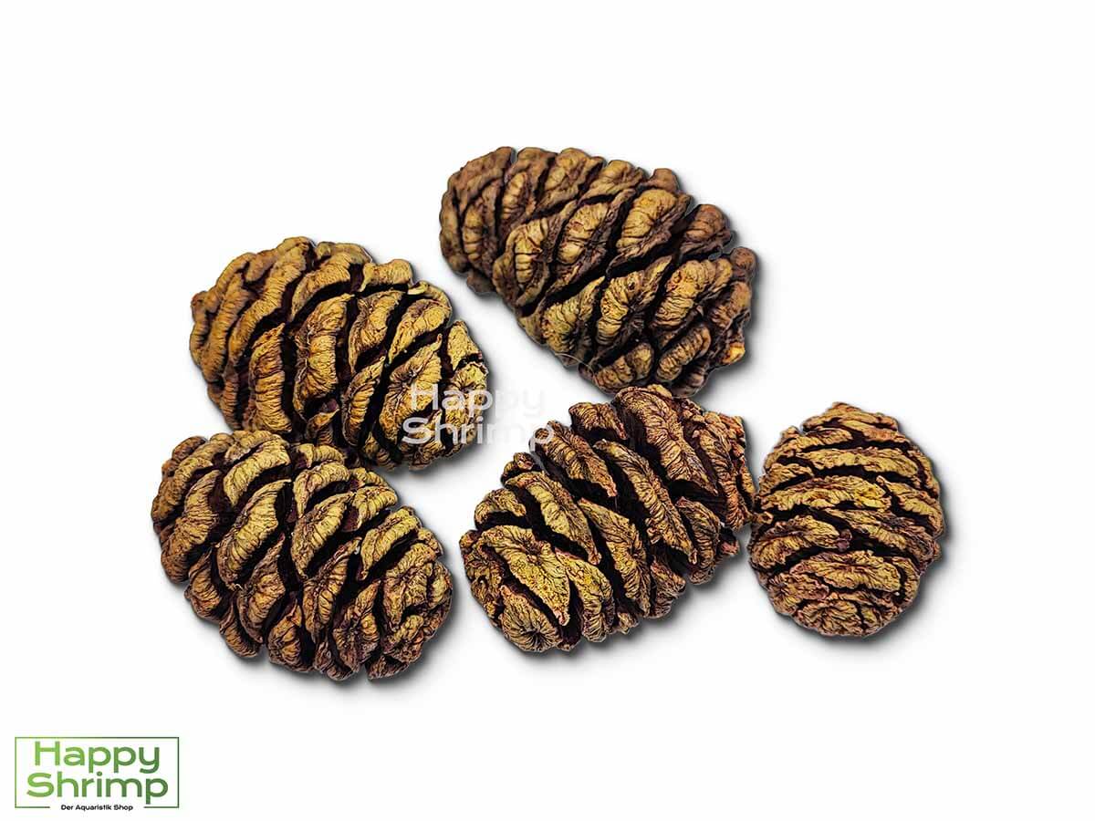 Mammutbaum Zapfen enthalten Tannine, die das Wasser leicht ansäuern und eine antibakterielle Wirkung haben. Auch als natürliche Deko geeignet.