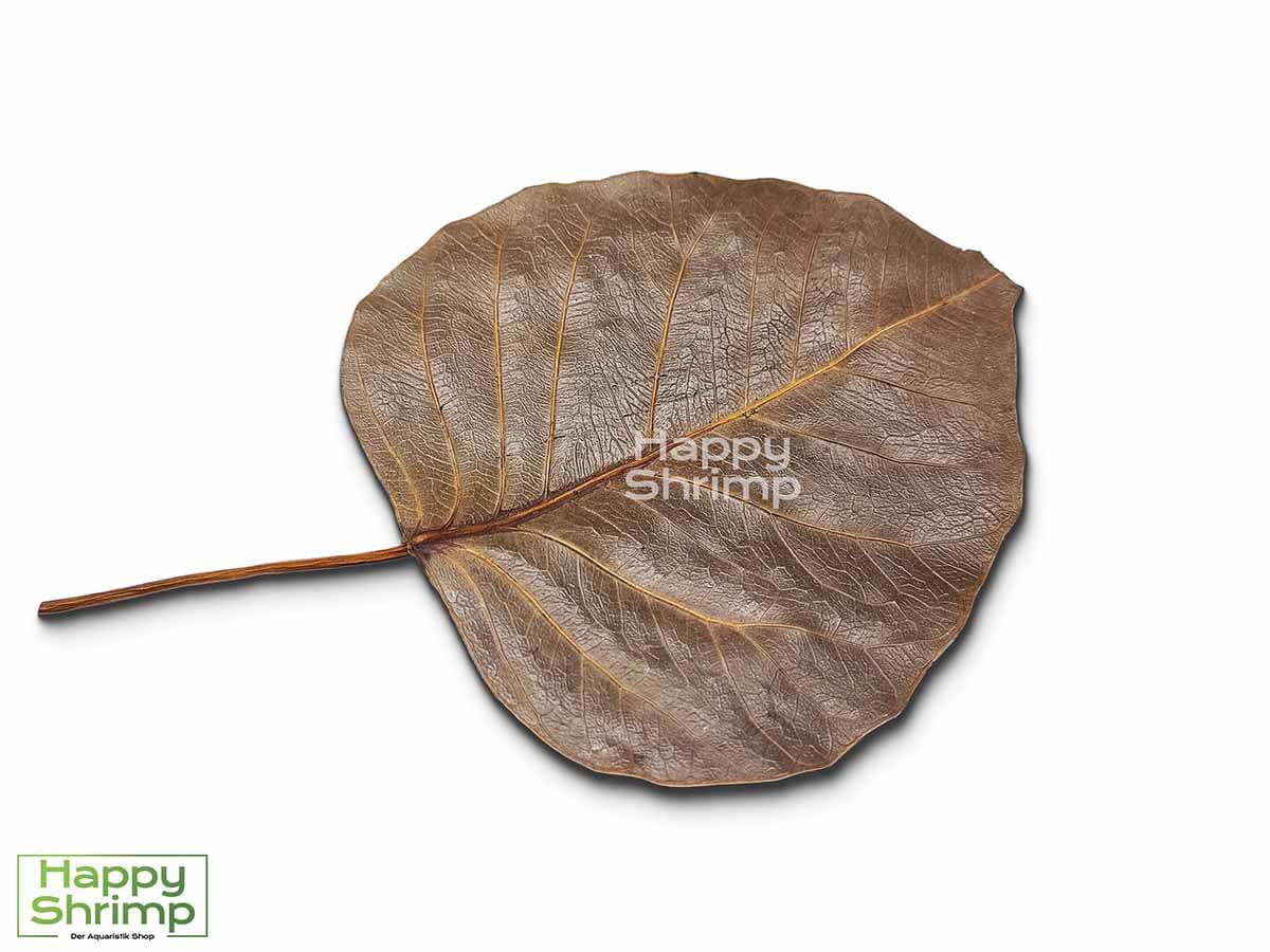 Peepal Blarr Peepal Blätter können sowohl als Futter, Versteckmöglichkeit oder Wasserpflege für Garnelen genutzt werden. Somit ein richtiger Allrounder.