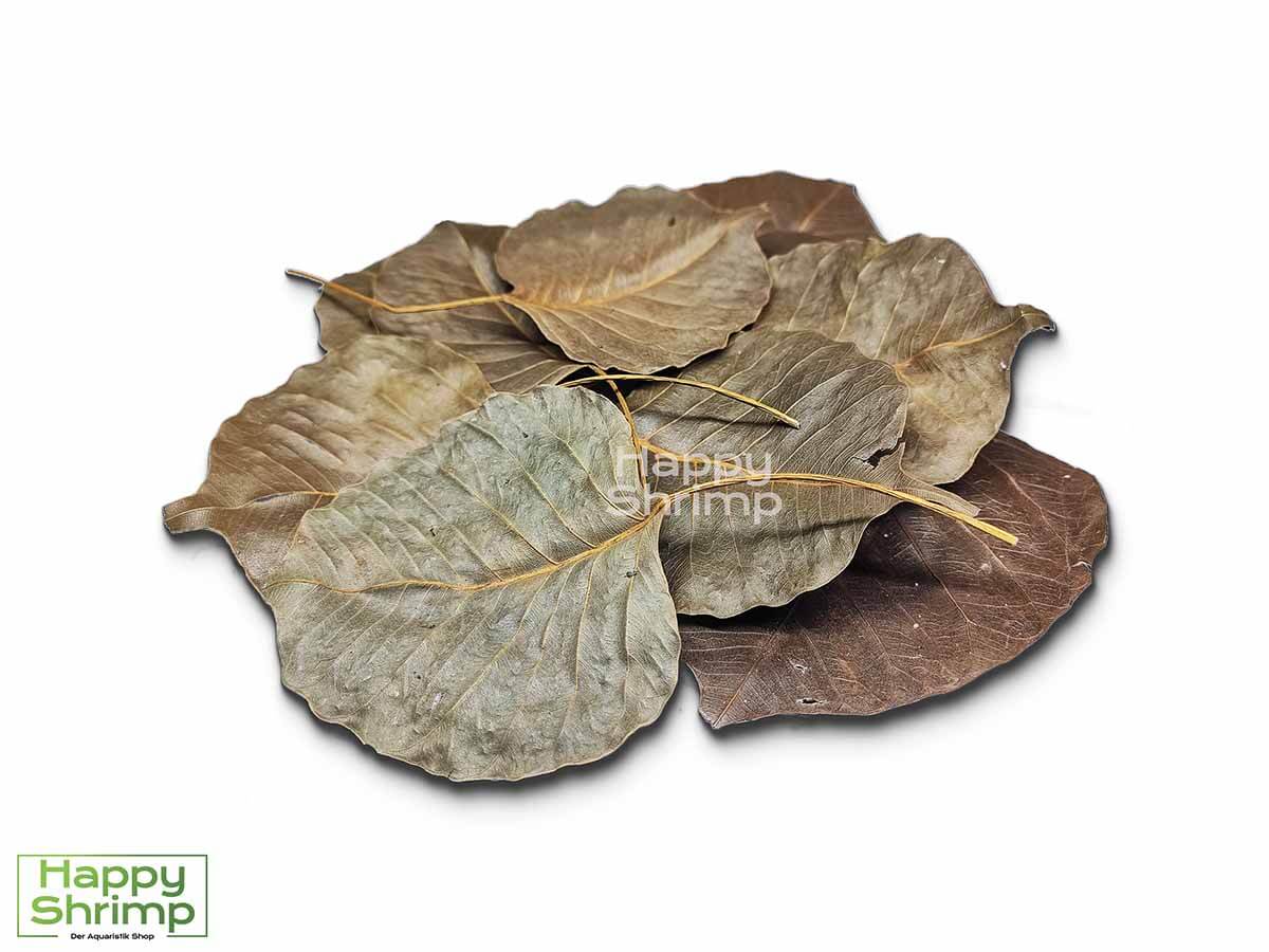 Peepal Blätter Peepal Blätter können sowohl als Futter, Versteckmöglichkeit oder Wasserpflege für Garnelen genutzt werden. Somit ein richtiger Allrounder.