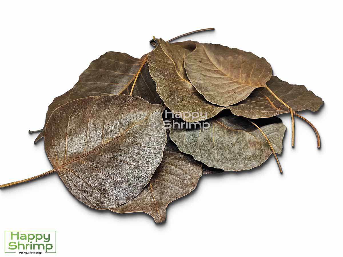 Peepal Blätter Peepal Blätter können sowohl als Futter, Versteckmöglichkeit oder Wasserpflege für Garnelen genutzt werden. Somit ein richtiger Allrounder.
