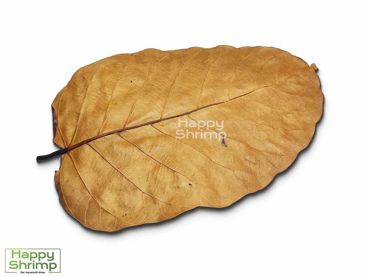 Shorea Blätter können sowohl als Futter, Versteckmöglichkeit oder Wasserpflege für Garnelen genutzt werden. Somit ein richtiger Allrounder.