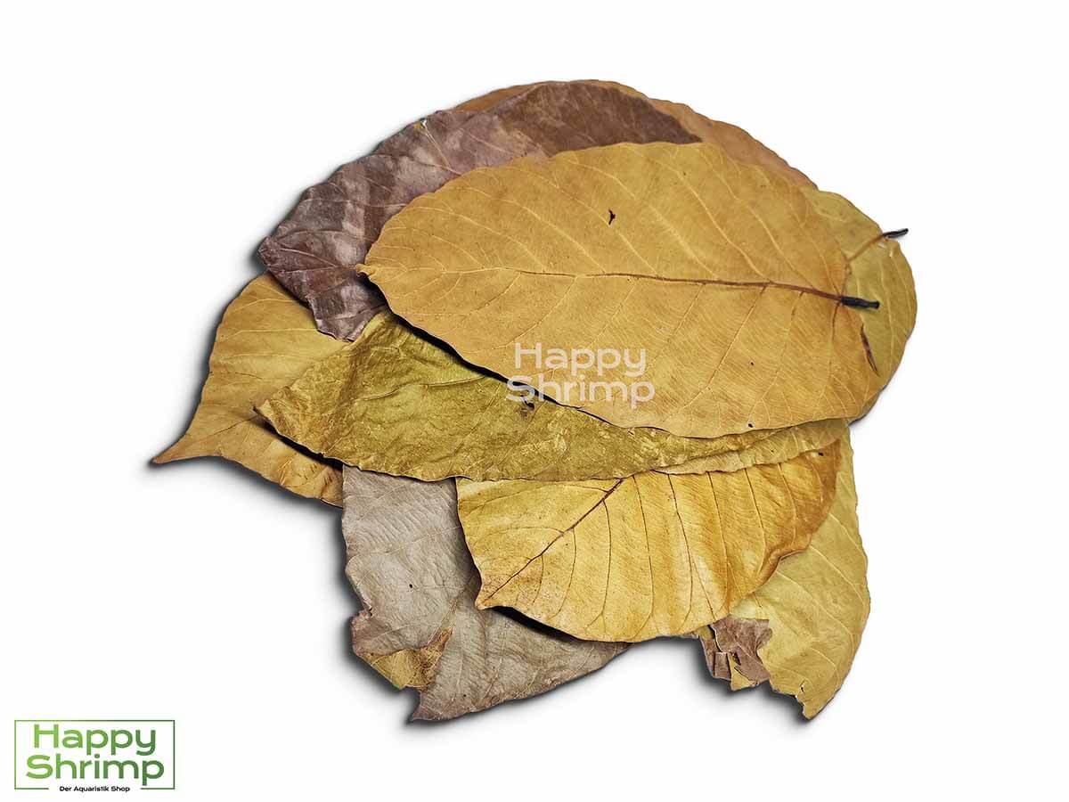 Shorea Blätter können sowohl als Futter, Versteckmöglichkeit oder Wasserpflege für Garnelen genutzt werden. Somit ein richtiger Allrounder.