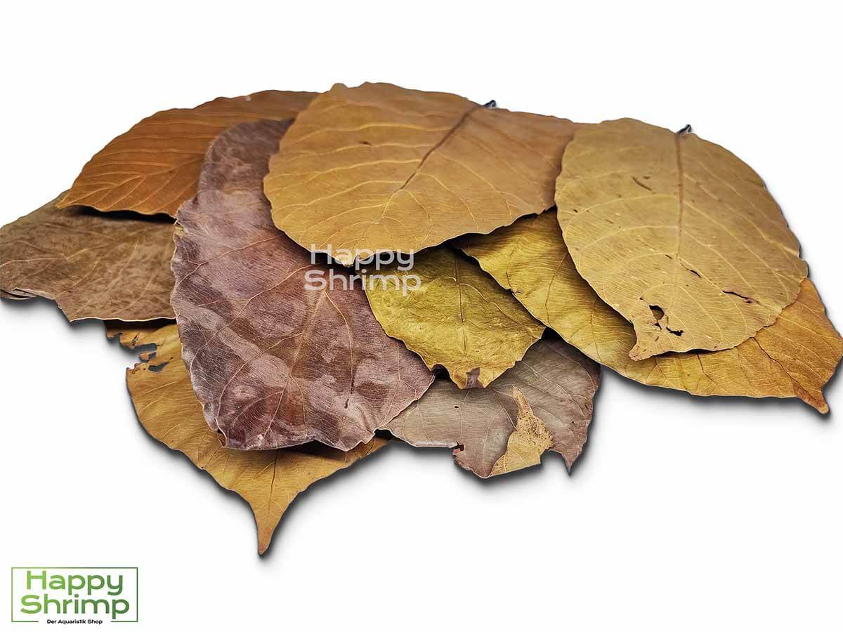 Shorea Blätter können sowohl als Futter, Versteckmöglichkeit oder Wasserpflege für Garnelen genutzt werden. Somit ein richtiger Allrounder.