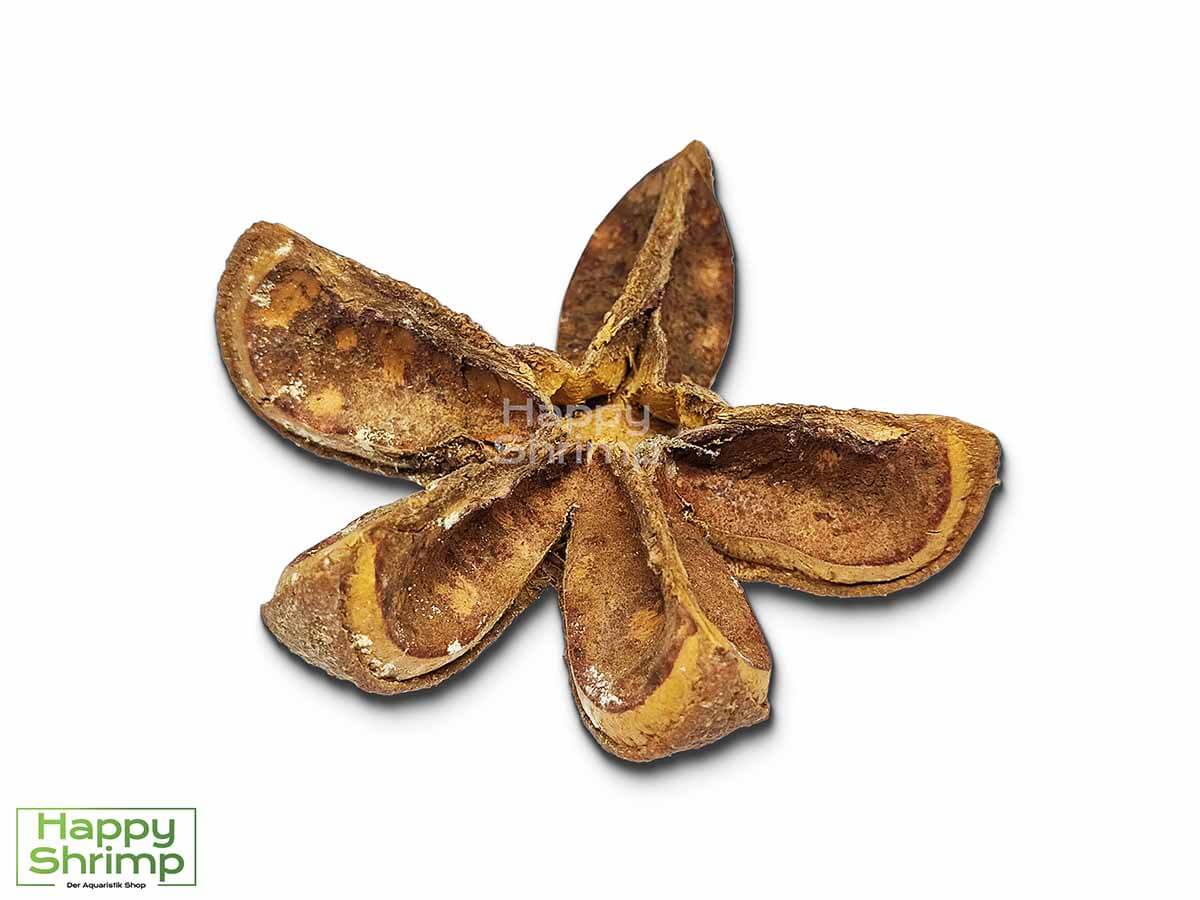 Wildkastanie getrommelt ist eine natürliche Versteckmöglichkeit für Zwerggarnelen als auch Jungtieren. Auch sehr schön mit Moos bepflanzt.