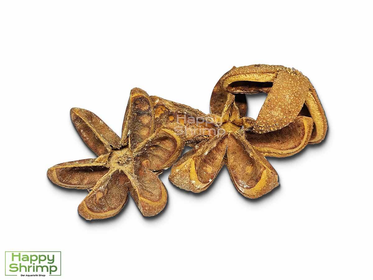 Wildkastanie getrommelt ist eine natürliche Versteckmöglichkeit für Zwerggarnelen als auch Jungtieren. Auch sehr schön mit Moos bepflanzt.