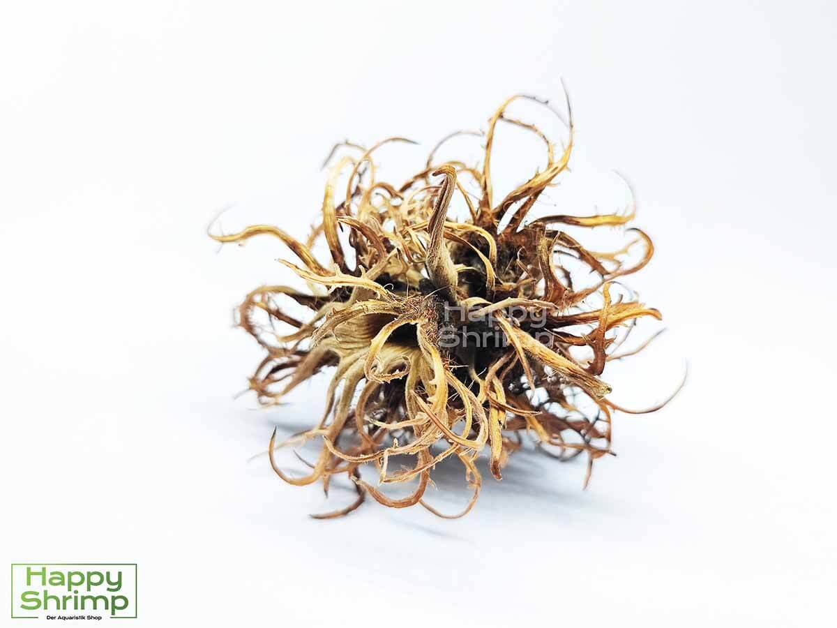 Hexennüsse bietet eine natürliche Versteckmöglichkeiten für deine Garnelen.