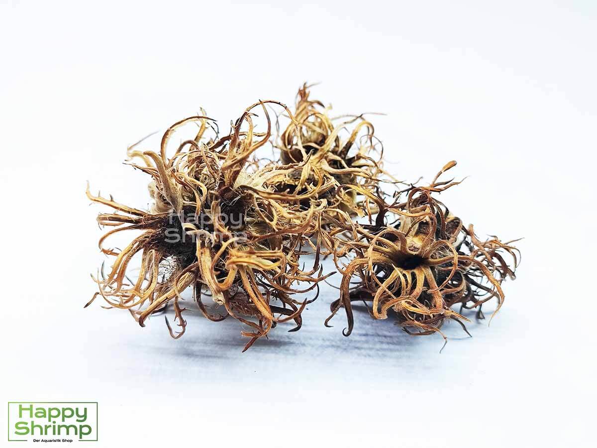 Hexennüsse bietet eine natürliche Versteckmöglichkeiten für deine Garnelen.