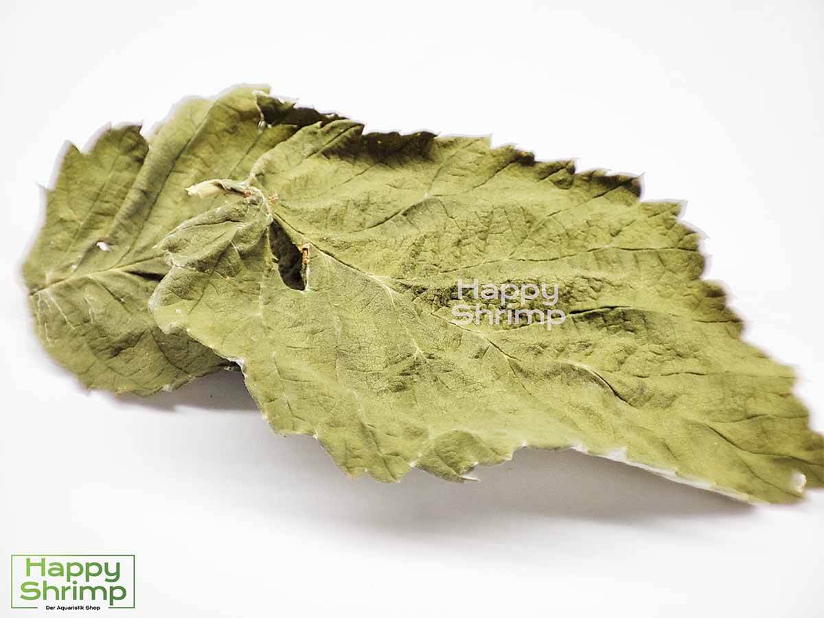 Diese Himbeerblätter werden von uns schonend getrocknet und sind 100% frei von Pestiziden etc.