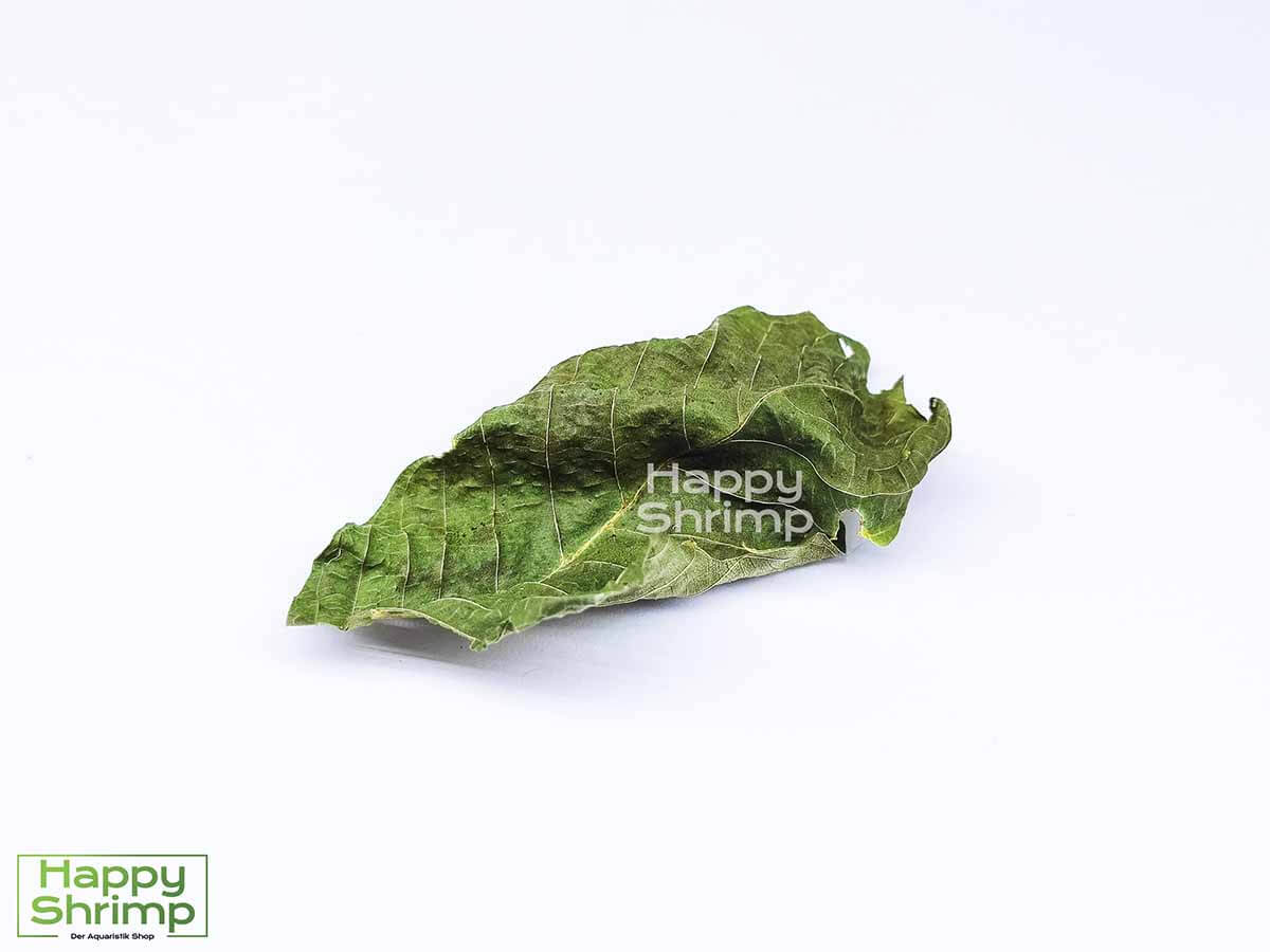 Premium Nano Walnussblätter Grün 1 Nano Walnussblätter Grün unterstützen durch die antibakterielle Wirkung deine Aquariumbewohner.