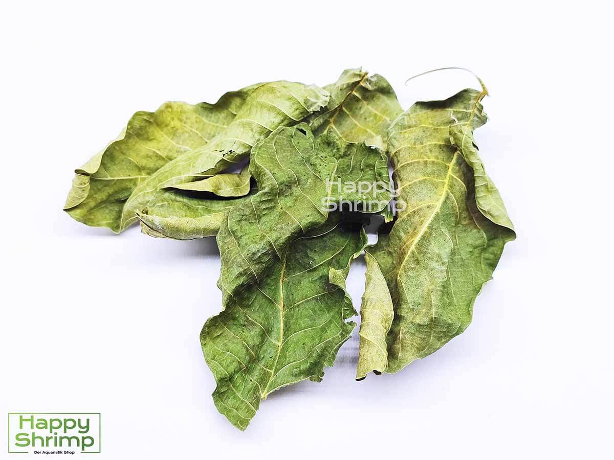 Premium Nano Walnussblätter Grün Nano Walnussblätter Grün unterstützen durch die antibakterielle Wirkung deine Aquariumbewohner.