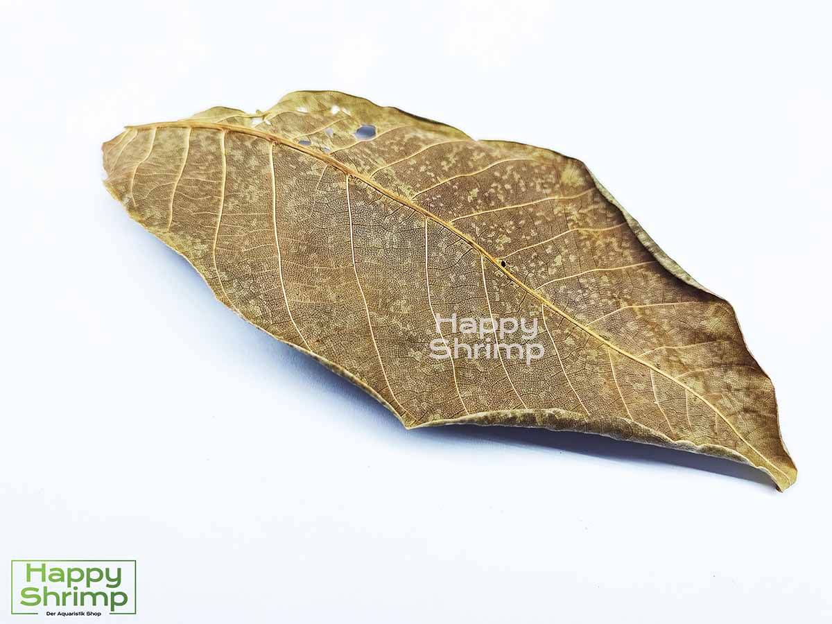 Walnussblätter Braun unterstützen durch die antibakterielle Wirkung deine Aquariumbewohner.