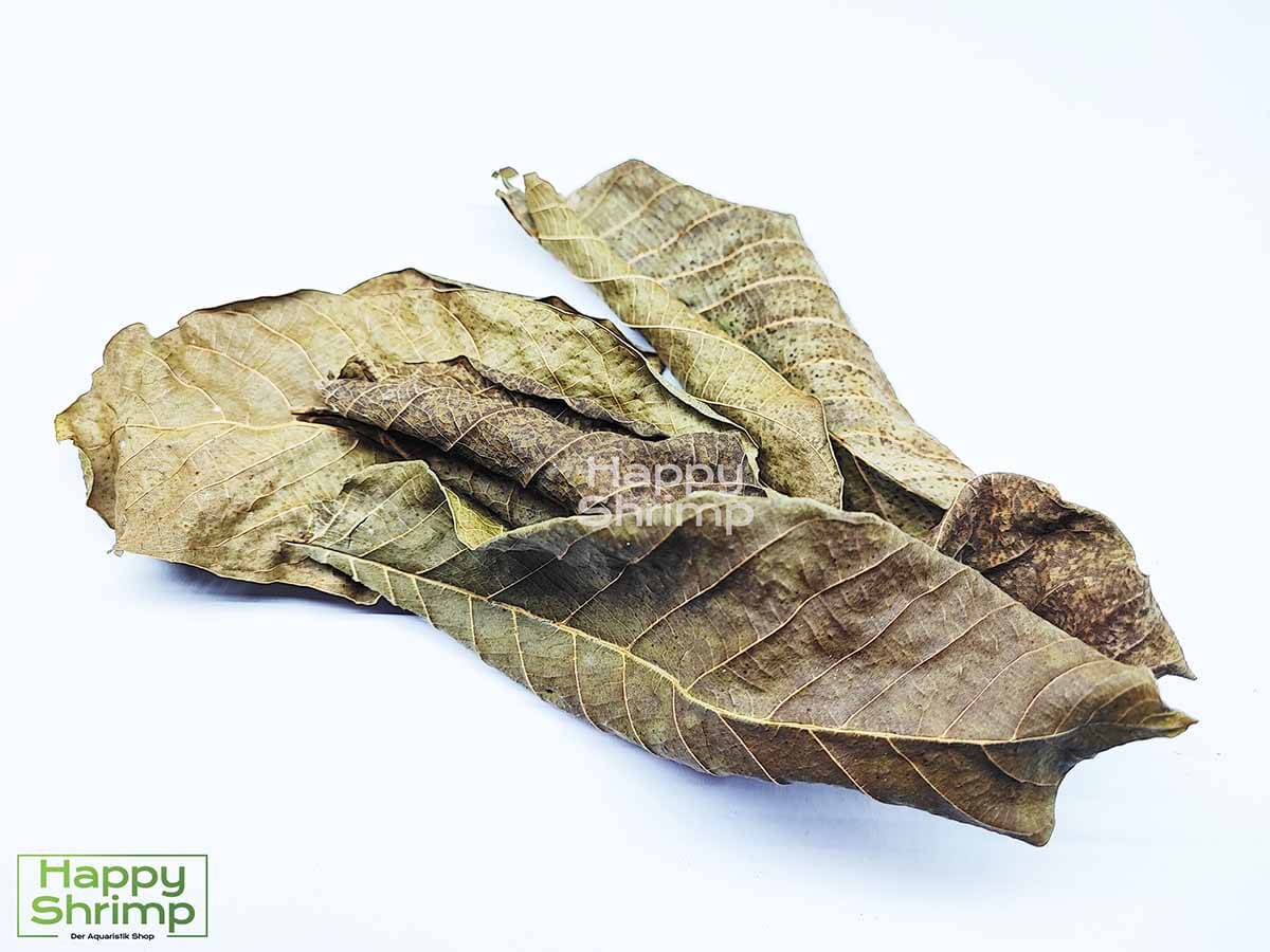 Walnussblätter Braun unterstützen durch die antibakterielle Wirkung deine Aquariumbewohner.