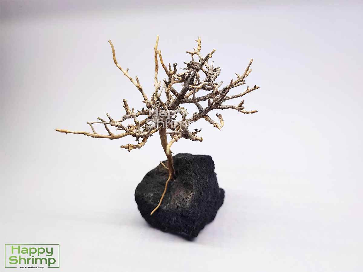 Garnelenbaum #52 Der Garnelenbaum ist eine natürliche Dekoration fürs Aquarium und Terrarium. Ein absolutes Unikat und zusammen mit Moos ein Blickfang im Aquarium.