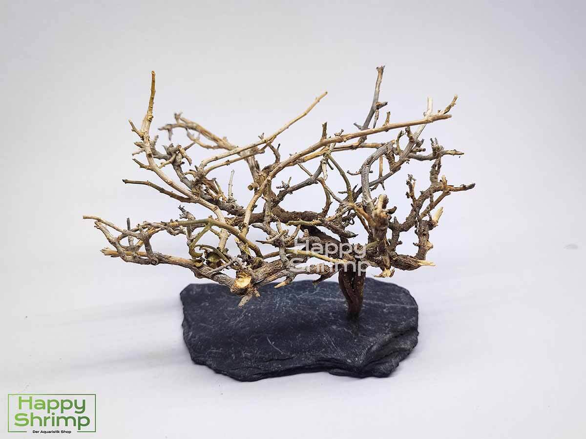 Garnelenbaum #53 Der Garnelenbaum ist eine natürliche Dekoration fürs Aquarium und Terrarium. Ein absolutes Unikat und zusammen mit Moos ein Blickfang im Aquarium.