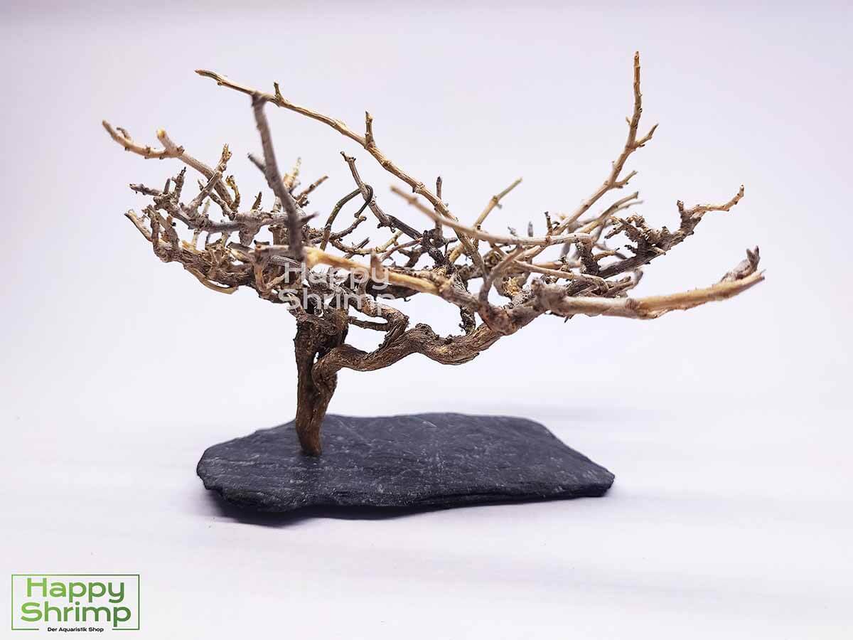 Garnelenbaum #53,1 Der Garnelenbaum ist eine natürliche Dekoration fürs Aquarium und Terrarium. Ein absolutes Unikat und zusammen mit Moos ein Blickfang im Aquarium.