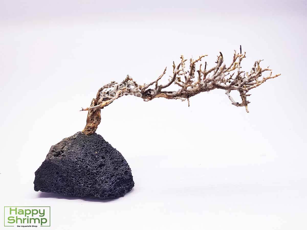 Garnelenbaum #54,1 Der Garnelenbaum ist eine natürliche Dekoration fürs Aquarium und Terrarium. Ein absolutes Unikat und zusammen mit Moos ein Blickfang im Aquarium.