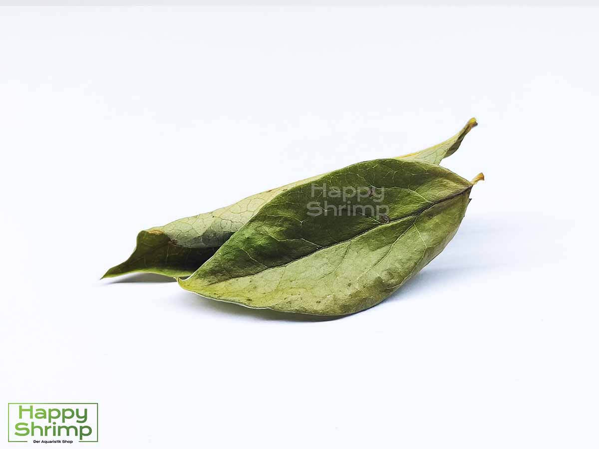 Heidelbeerblätter ganz sind perfekt für Aquarium als auch Terrarium Tiere geeignet. 3 in 1: Versteck, Wasserpflege und Futter in einem Blatt vereint..