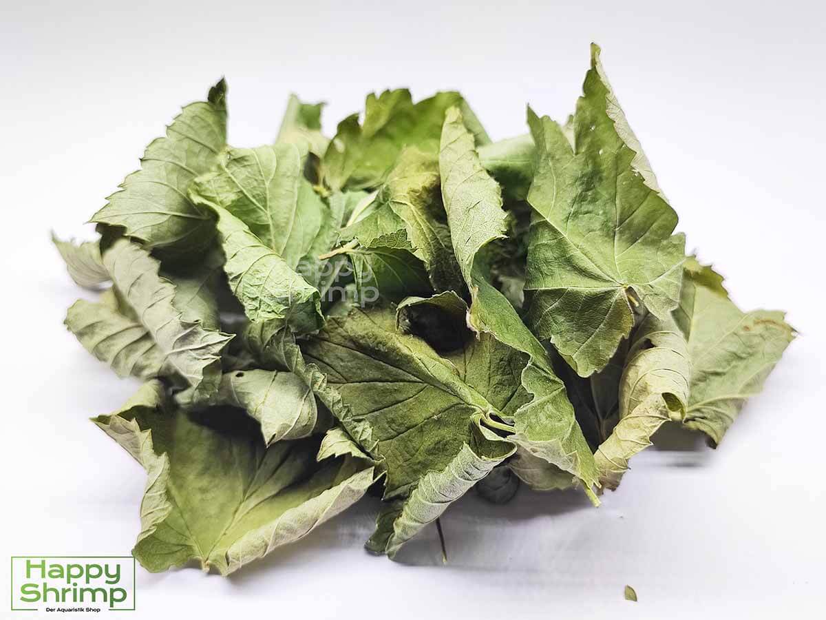 Johannisbeerblätter sind perfekt für Aquarium als auch Terrarium Tiere geeignet. 3 in 1: Versteck, Wasserpflege und Futter in einem Blatt vereint..