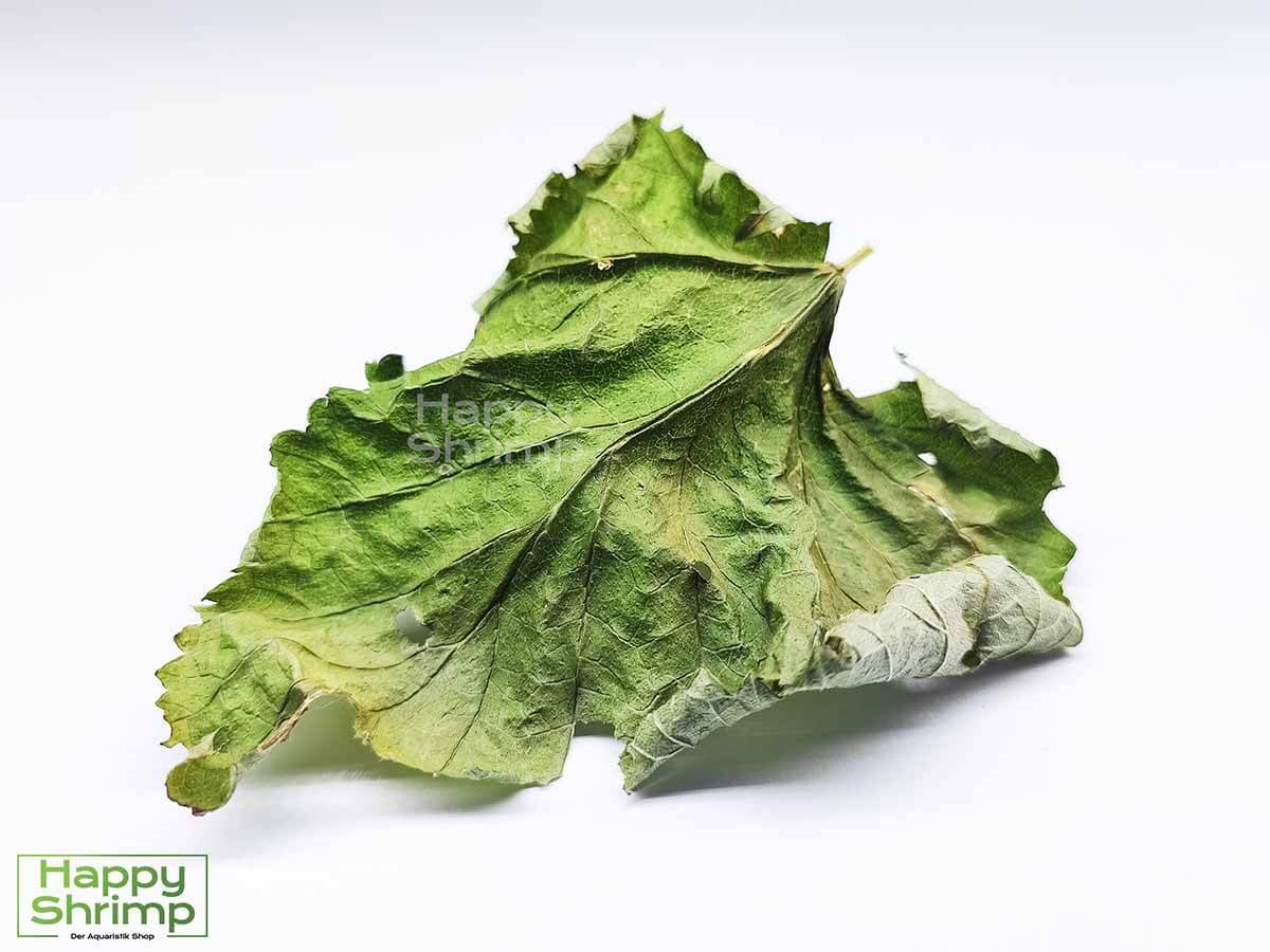 Johannisbeerblätter sind perfekt für Aquarium als auch Terrarium Tiere geeignet. 3 in 1: Versteck, Wasserpflege und Futter in einem Blatt vereint..