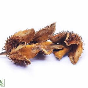 Bucheckern Hülsen stammen von der Buche und eignen sich perfekt als Versteck für deine Garnelen