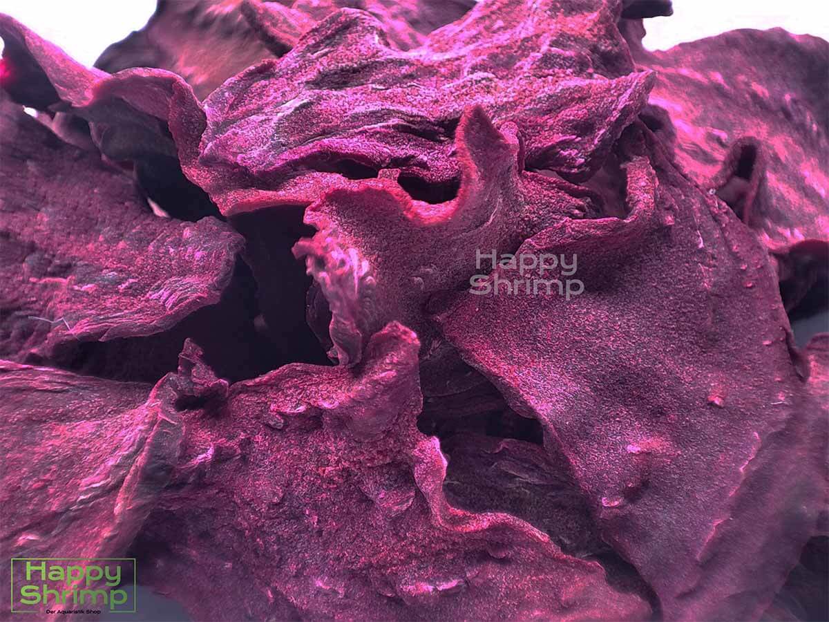 Premium Rote Beete Chips werden von uns aus Bio Gemüse hergestellt. Somit in höchste Qualität für deine Aquarium & Terrarium Tiere.