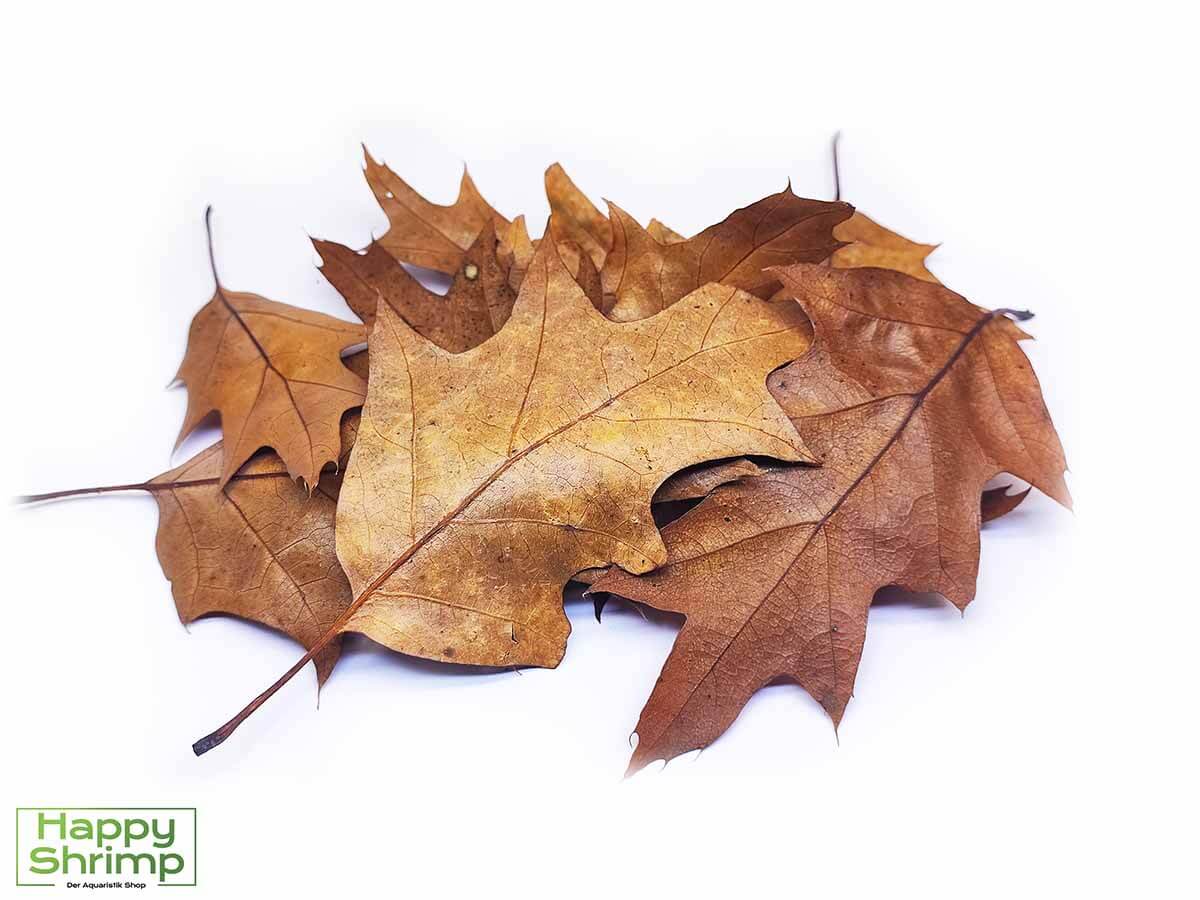 Roteichenblätter Roteichenblätter Braun sind perfekt für Aquarium als auch Terrarium Tiere geeignet. 3 in 1: Versteck, Wasserpflege und Futter in einem Blatt vereint..