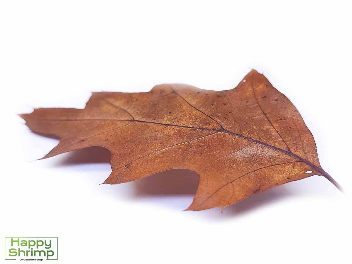 Roteichenblätter1 Roteichenblätter Braun sind perfekt für Aquarium als auch Terrarium Tiere geeignet. 3 in 1: Versteck, Wasserpflege und Futter in einem Blatt vereint..