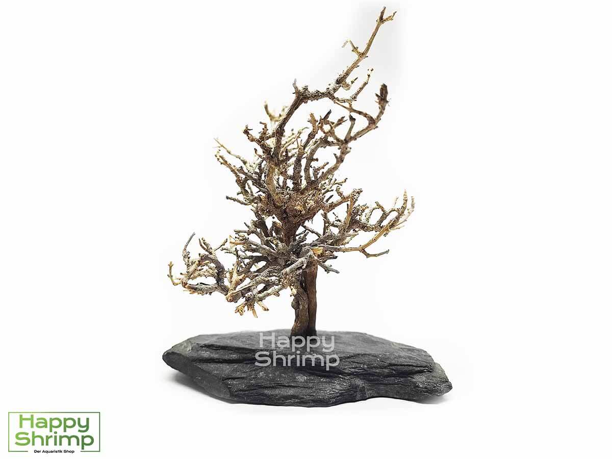 Garnelenbaum1.1 Der Garnelenbaum ist eine natürliche Dekoration fürs Aquarium und Terrarium. Ein absolutes Unikat und zusammen mit Moos ein Blickfang im Aquarium.