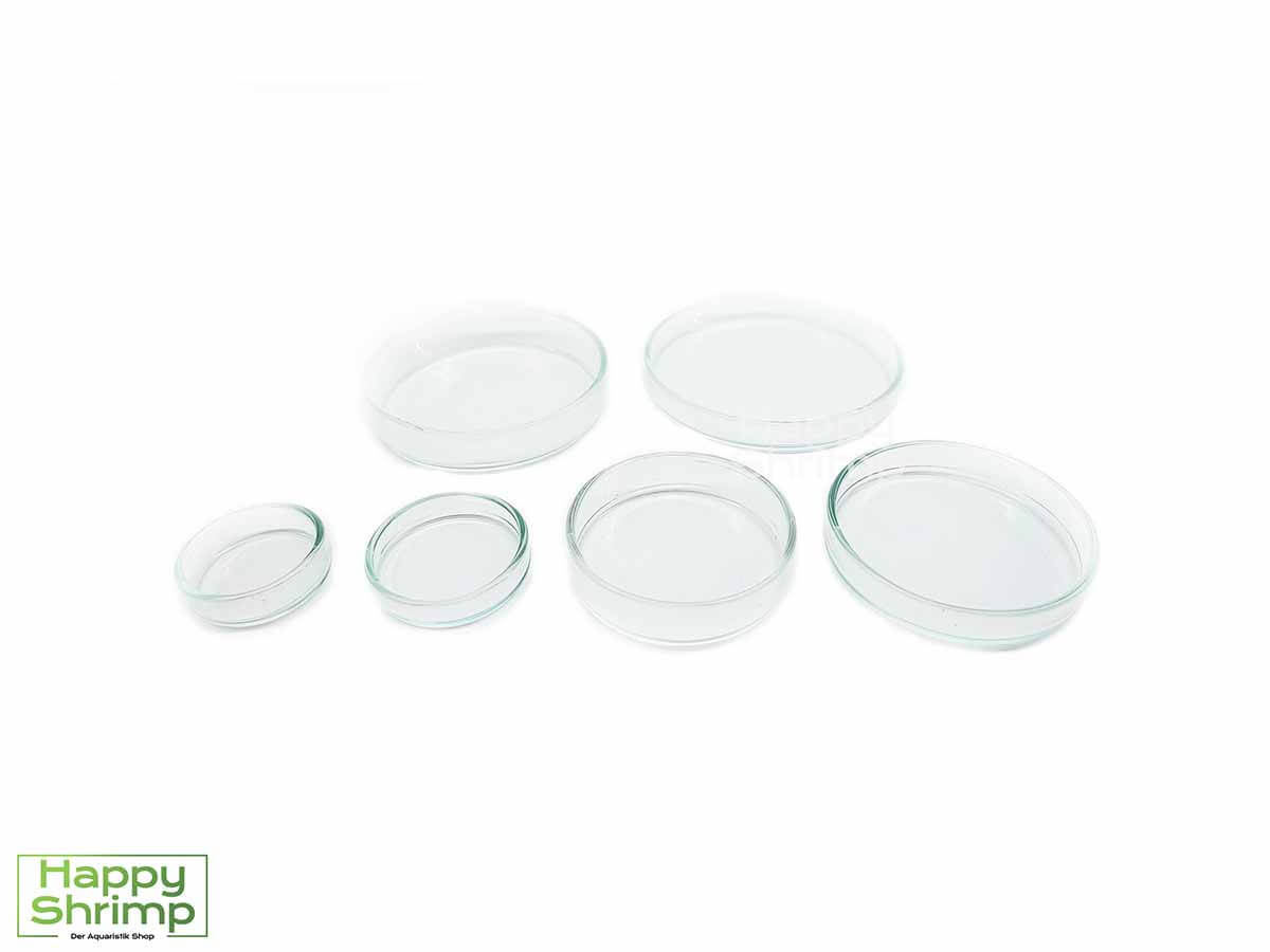 Futterschale aus Glas 6 Größen Basic Futterschale aus Glas ideal für Garnelen und Schnecken.