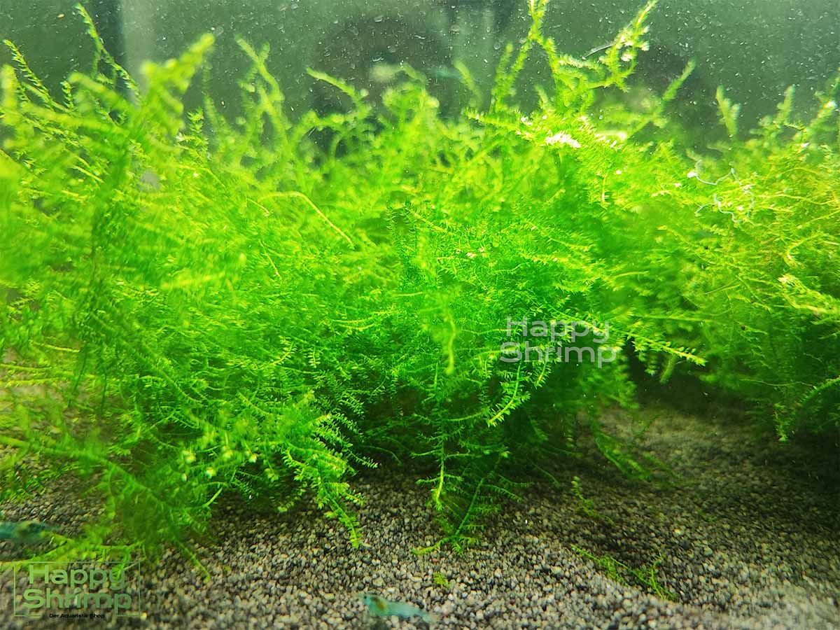 Christmas Moos - Vesicularia montagnei - Aquarium Moos Christmas Moos bzw. Vesicularia montagnei gehört zu den beliebtesten Aquariumpflanzen für Nano Aquaristik.
