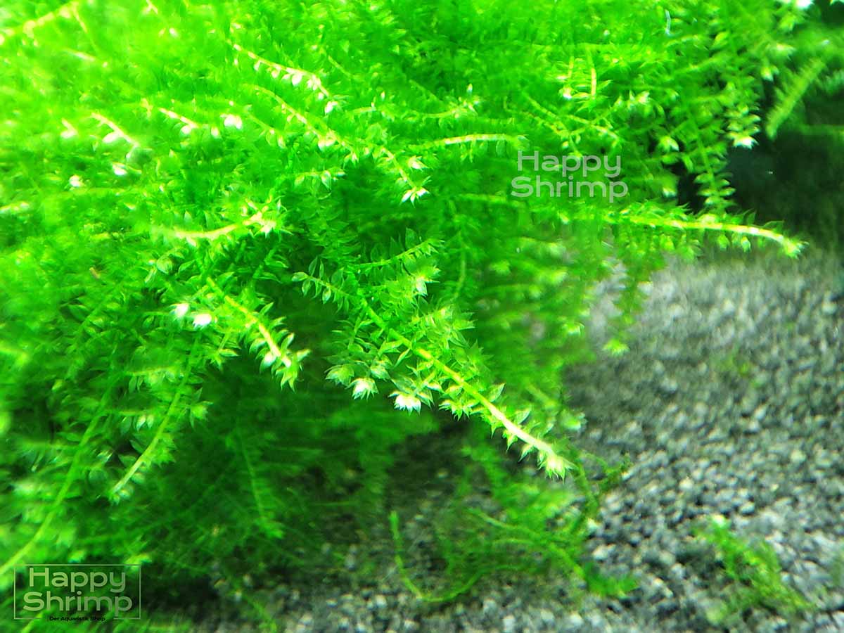 Christmas Moos - Vesicularia montagnei - Aquarium Moos1 Christmas Moos bzw. Vesicularia montagnei gehört zu den beliebtesten Aquariumpflanzen für Nano Aquaristik.