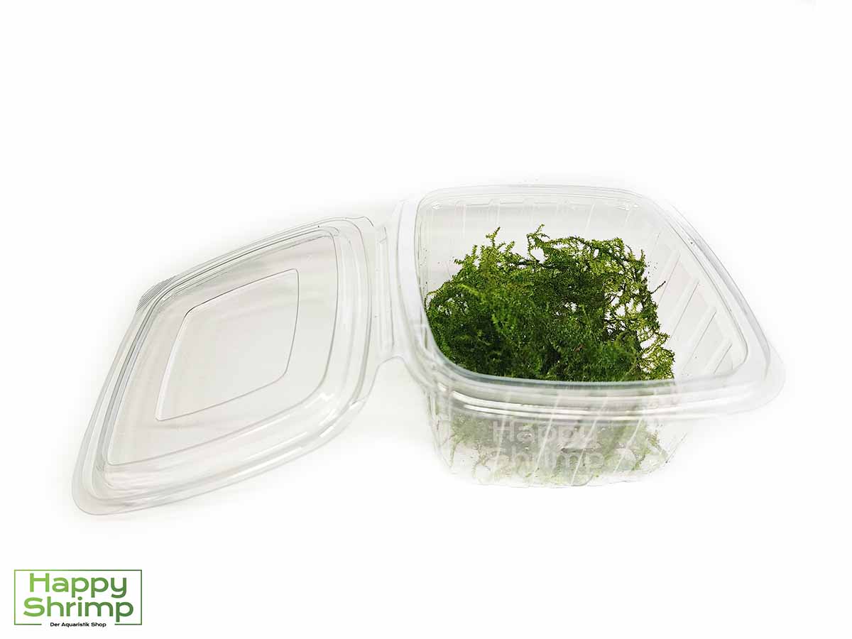 Christmas Moos - Vesicularia montagnei - Aquarium Moos2 Christmas Moos bzw. Vesicularia montagnei gehört zu den beliebtesten Aquariumpflanzen für Nano Aquaristik.