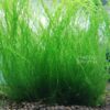 Flammenmoos – Taxiphyllum sp. Flame - Aquarium Moos Flammenmoos – Taxiphyllum sp. Flame ist das einzige Moos im Aquarium das zur Wasseroberfläche wächst. Ideal als natürliche Trennung oder Versteckmöglichkeit für Garnelen und Fische.
