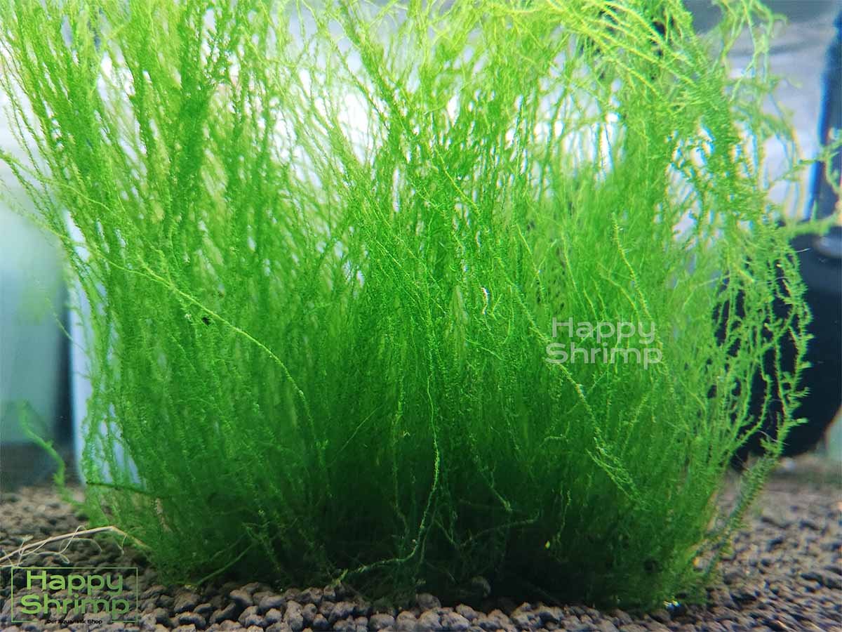 Flammenmoos – Taxiphyllum sp. Flame ist das einzige Moos im Aquarium das zur Wasseroberfläche wächst. Ideal als natürliche Trennung oder Versteckmöglichkeit für Garnelen und Fische.
