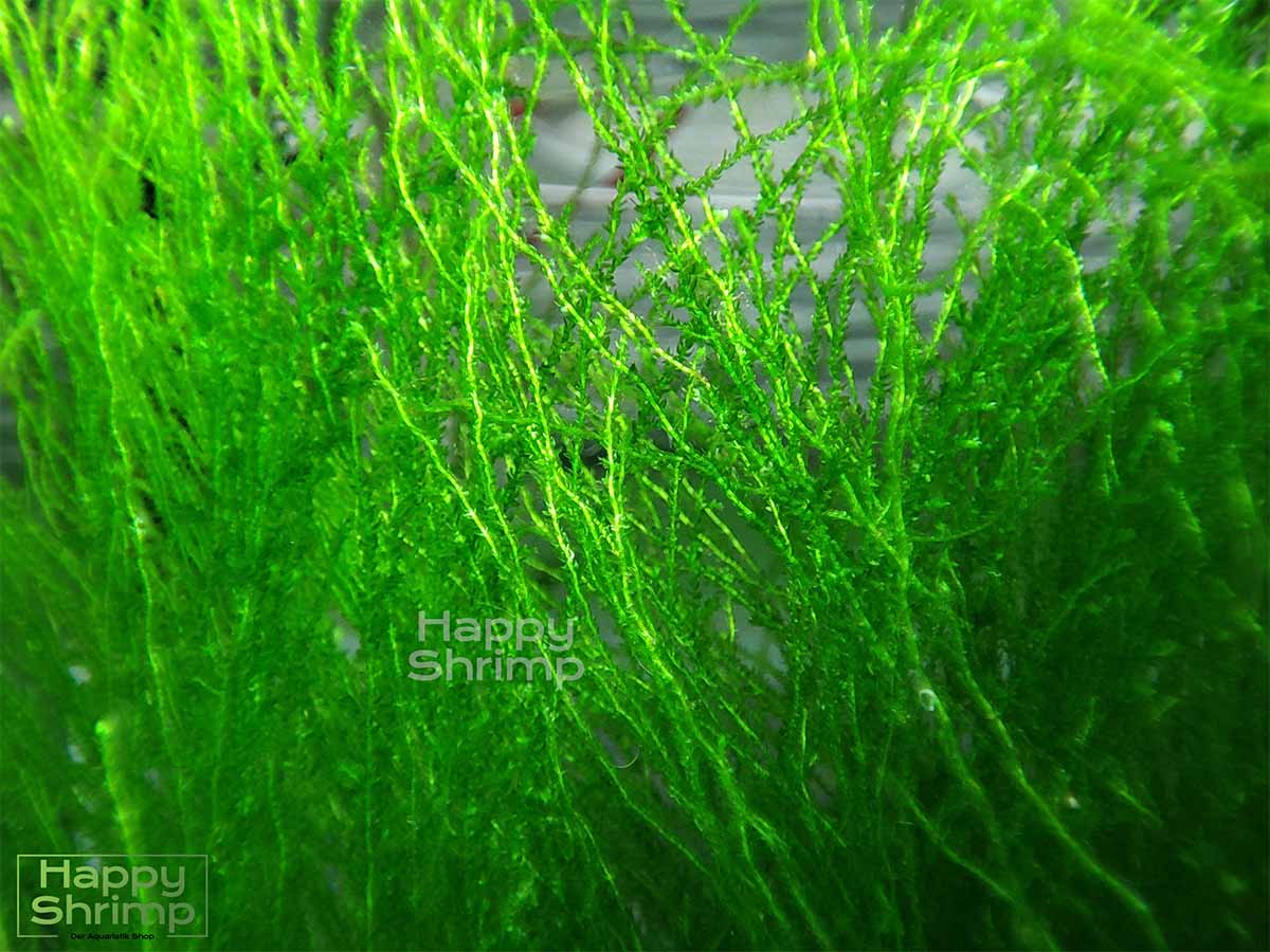 Flammenmoos – Taxiphyllum sp. Flame ist das einzige Moos im Aquarium das zur Wasseroberfläche wächst. Ideal als natürliche Trennung oder Versteckmöglichkeit für Garnelen und Fische.