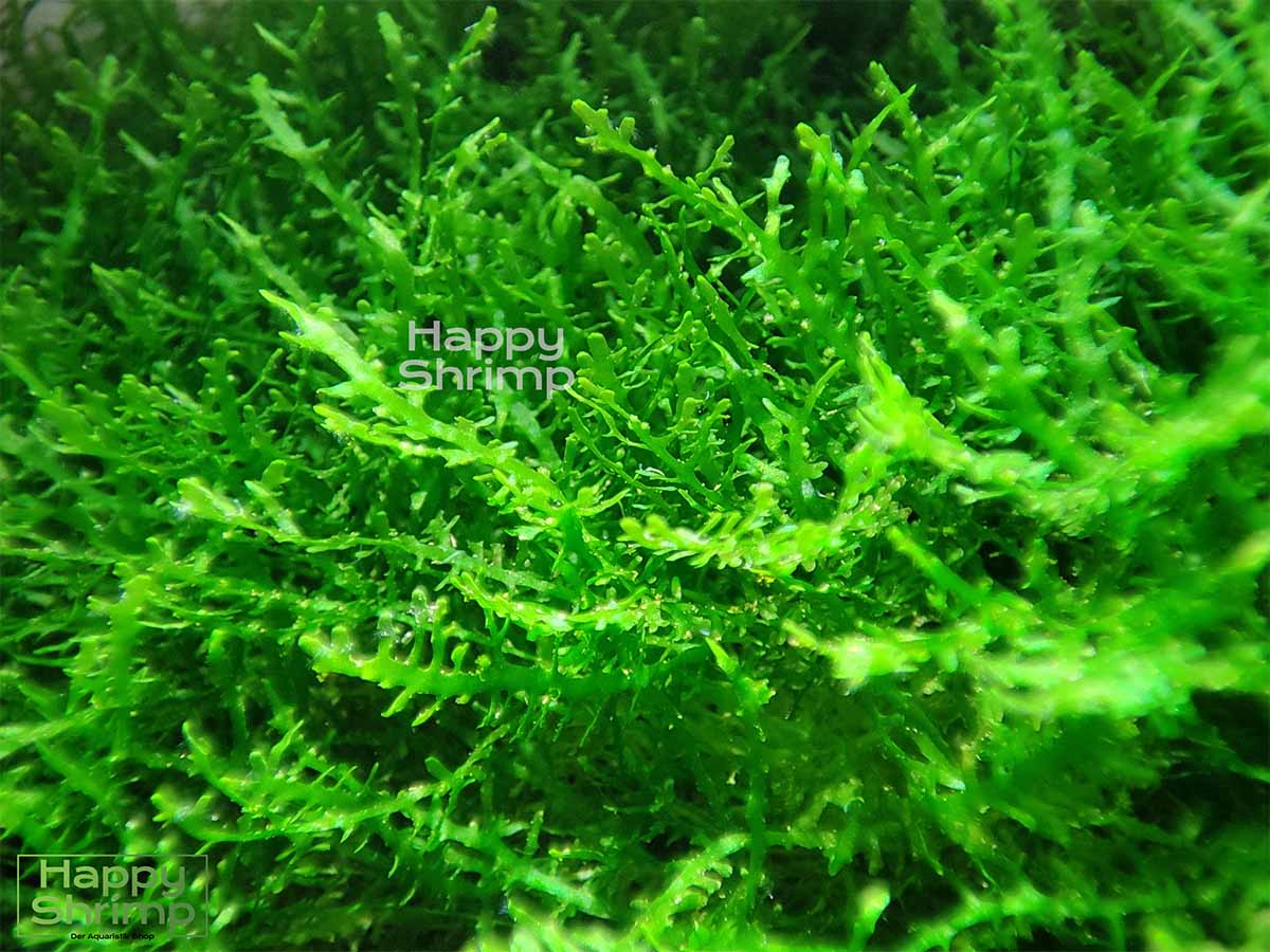 Korallenmoos – Riccardia sp. chamedryfolia Aquarium Moos Korallenmoos – Riccardia sp. chamedryfolia ist ein einzigartiges Aquarium Moos. Ideal als Versteckmöglichkeit für Garnelen und Schnecken.