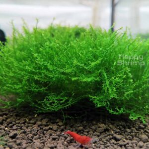 Korallenmoos – Riccardia sp. chamedryfolia ist ein einzigartiges Aquarium Moos. Ideal als Versteckmöglichkeit für Garnelen und Schnecken.