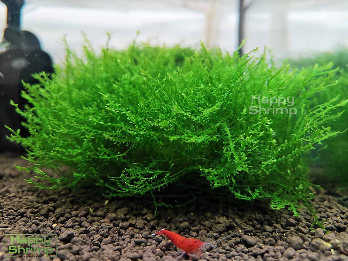 Korallenmoos – Riccardia sp. chamedryfolia Aquarium Moos1 Korallenmoos – Riccardia sp. chamedryfolia ist ein einzigartiges Aquarium Moos. Ideal als Versteckmöglichkeit für Garnelen und Schnecken.