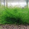 Taxiphyllum SP. Gigant - Aquarium Moos Taxiphyllum SP. Gigant ist ein sehr durchwachsenes Aquarium Moos. Ideal als Versteckmöglichkeit für Garnelen und dessen Nachwuchs.