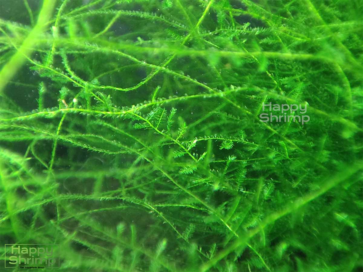 Taxiphyllum SP. Gigant - Aquarium Moos1 Taxiphyllum SP. Gigant ist ein sehr durchwachsenes Aquarium Moos. Ideal als Versteckmöglichkeit für Garnelen und dessen Nachwuchs.