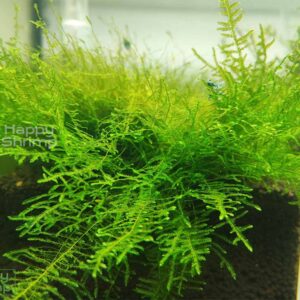 Taxiphyllum sp. Spiky Moos kann sehr gut auf Aquarium Wurzel aufgebunden werden. Ideal als Versteckmöglichkeit für Garnelen und dessen Nachwuchs.