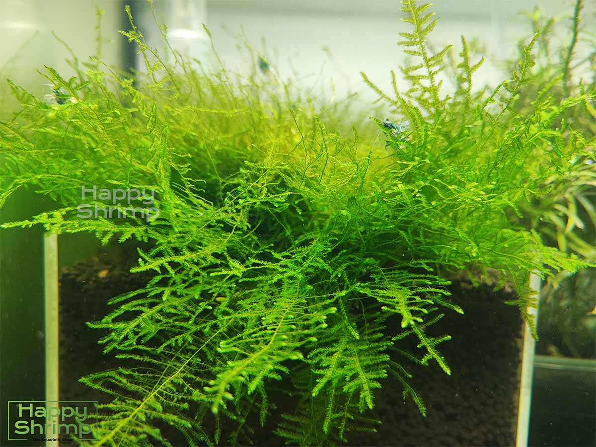 Taxiphyllum sp. Spiky Moos kann sehr gut auf Aquarium Wurzel aufgebunden werden. Ideal als Versteckmöglichkeit für Garnelen und dessen Nachwuchs.