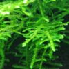Taxiphyllum sp. Spiky Moos kann sehr gut auf Aquarium Wurzel aufgebunden werden. Ideal als Versteckmöglichkeit für Garnelen und dessen Nachwuchs.