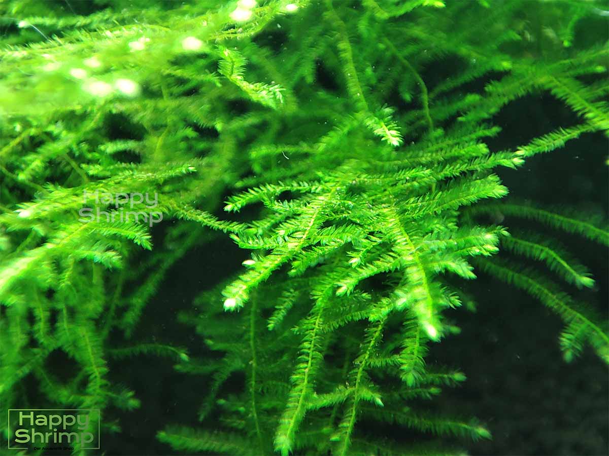 Taxiphyllum sp. Spiky Moos kann sehr gut auf Aquarium Wurzel aufgebunden werden. Ideal als Versteckmöglichkeit für Garnelen und dessen Nachwuchs.