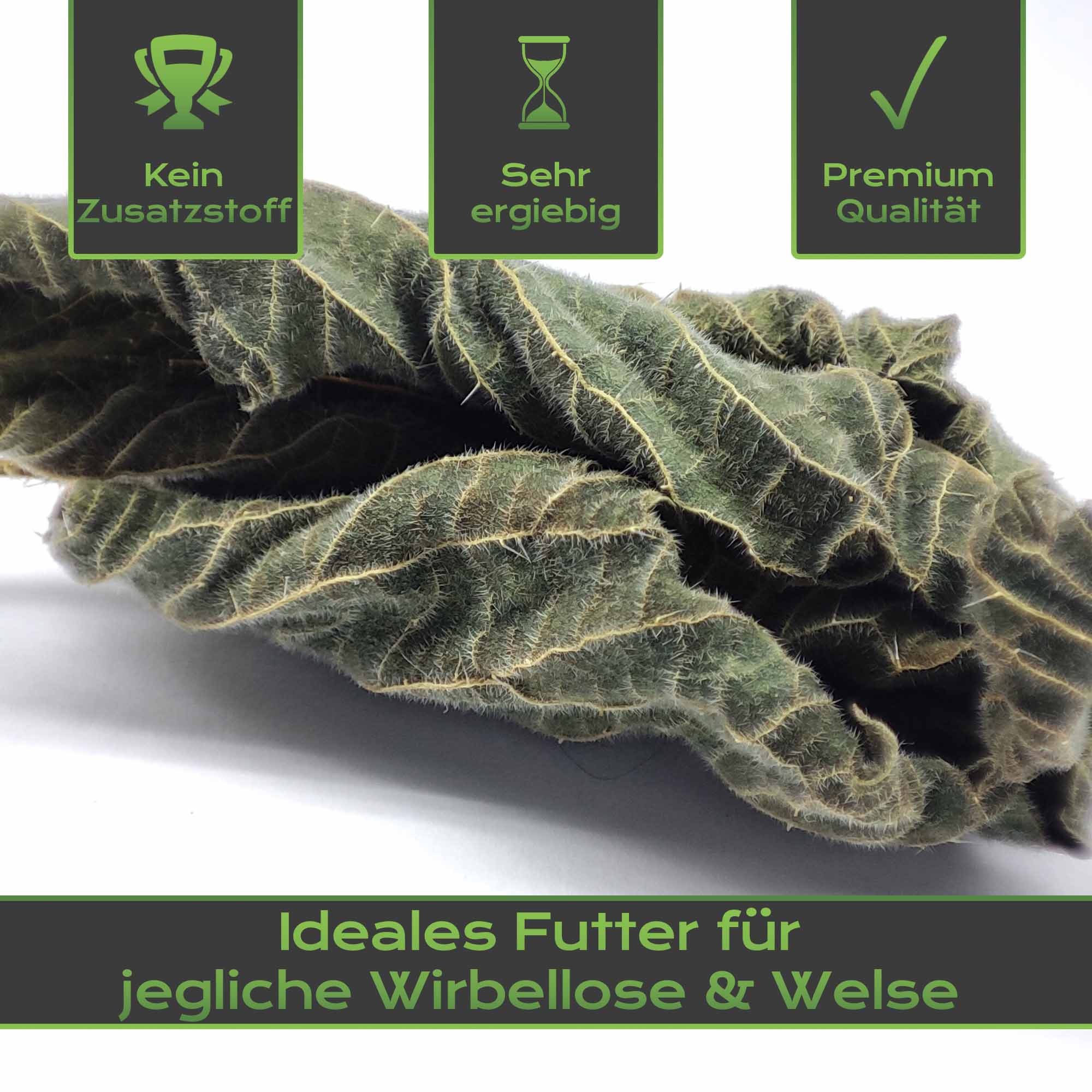 Brennnesselblätter eignen sich optimal als natürliches Futter für Garnelen, Schnecken, Welse und viele andere Aquarien Tiere.